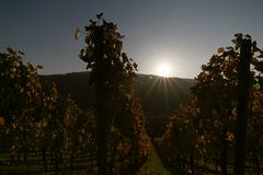 sun for the vine