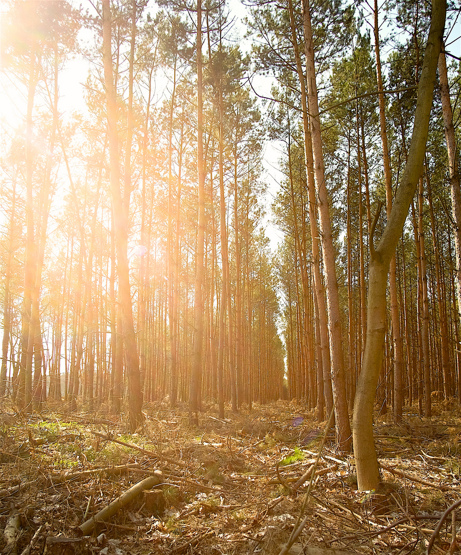 Sun goes down in the woods