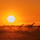 Sun goes down over Nxai Pan - Kalahari - Botswana 2011