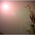 Sun-Heron