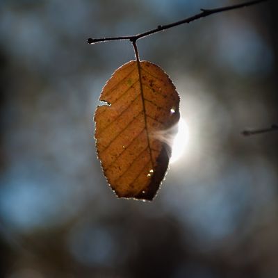 Sun Holding a leaf