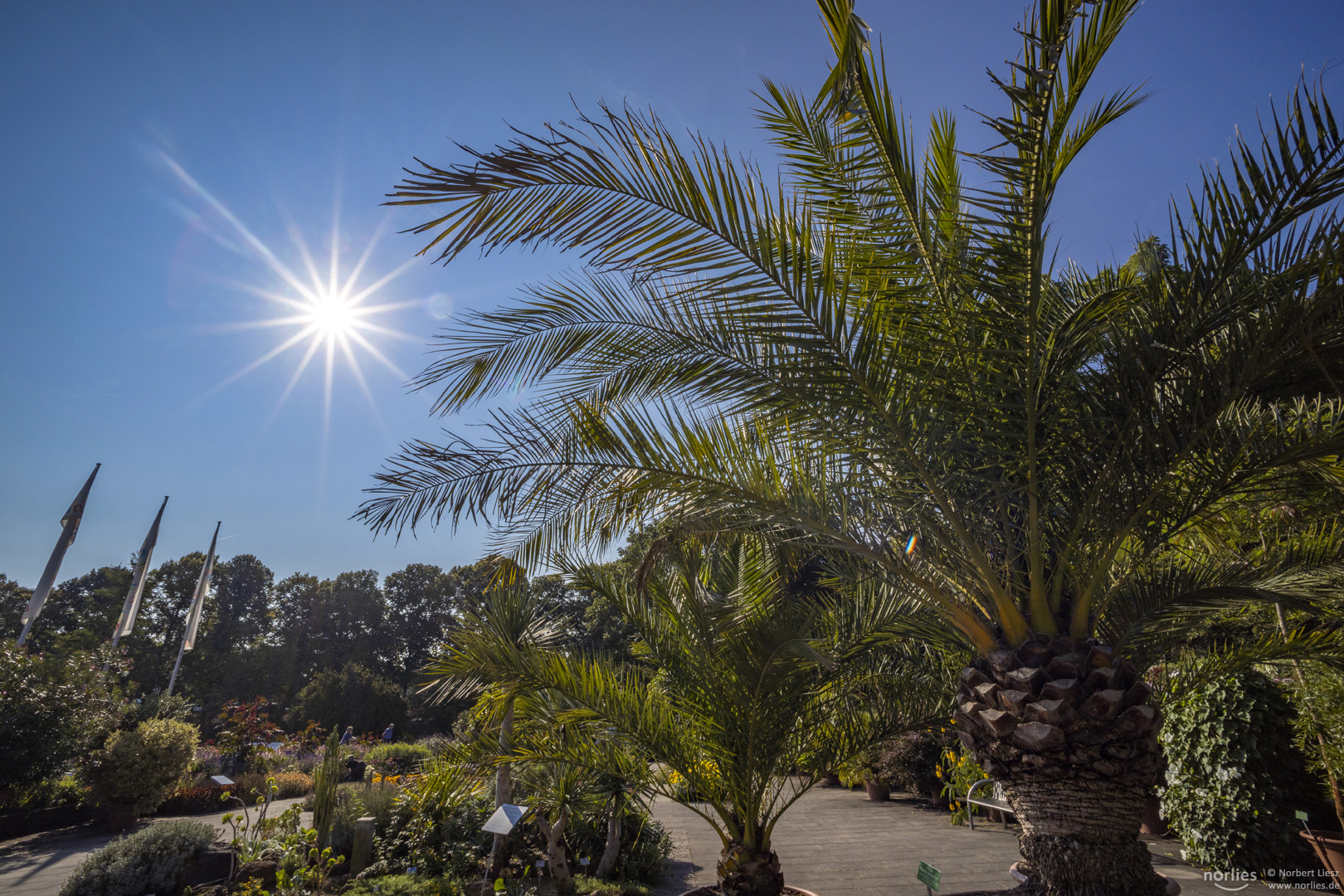 Sun in the garden