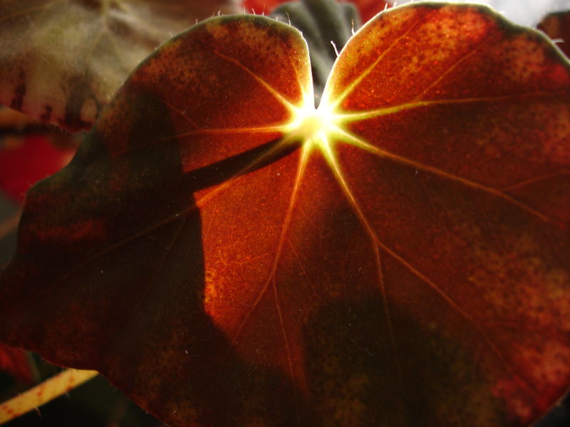 Sun in the heart of a ... leaf