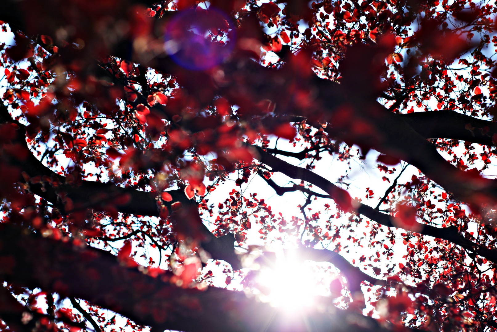 Sun in the leaves