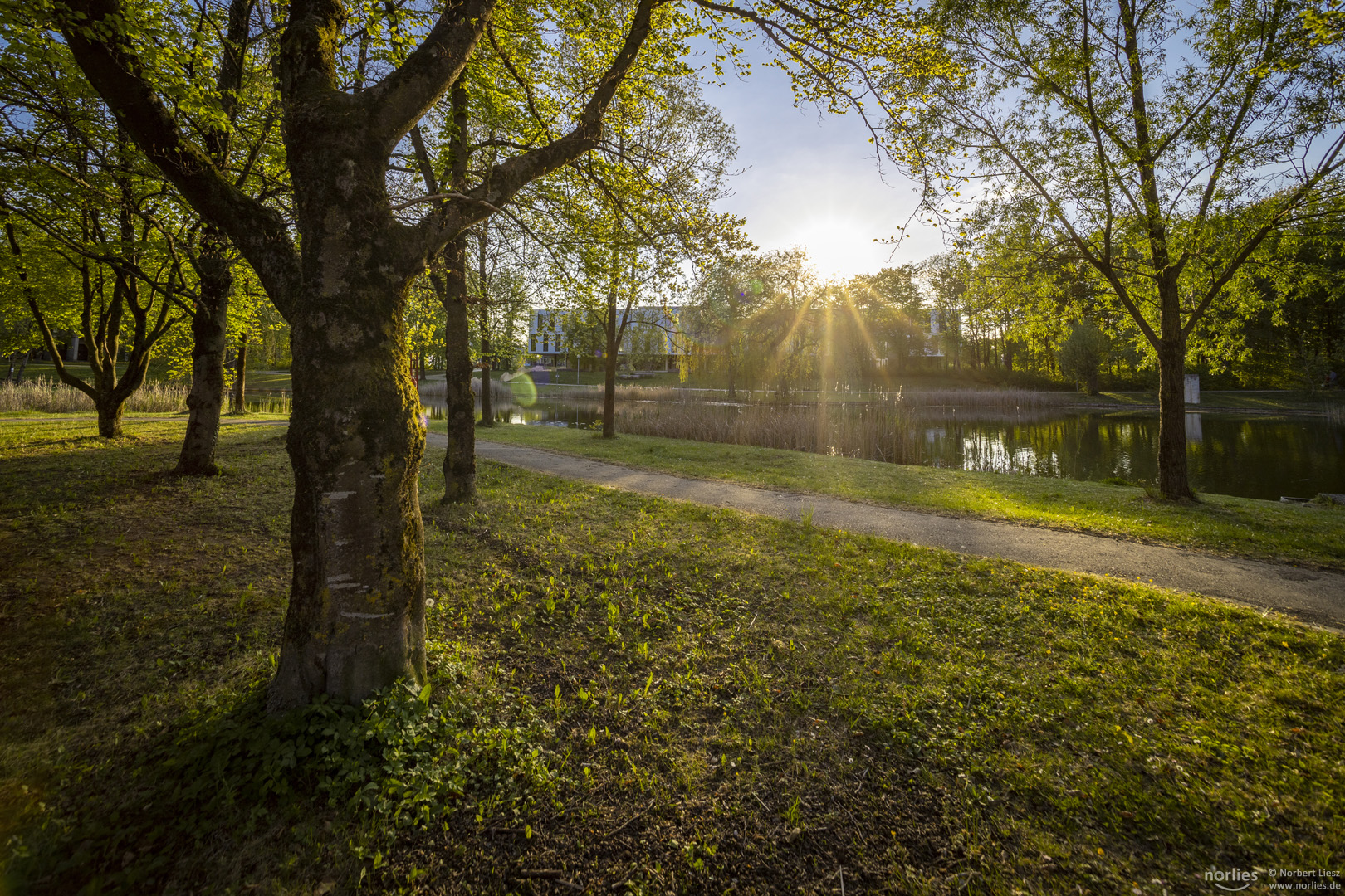 Sun in the parc