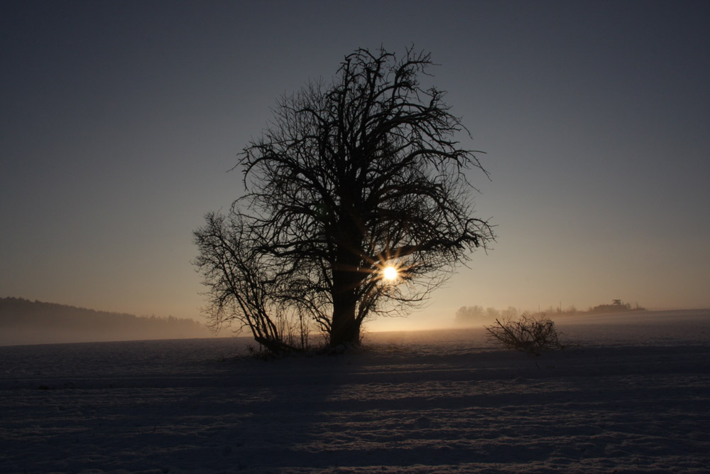 Sun in the tree