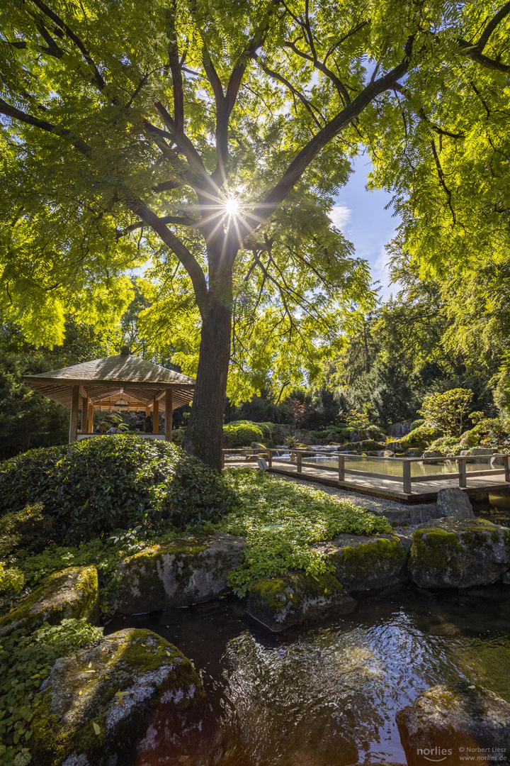 sun in the tree