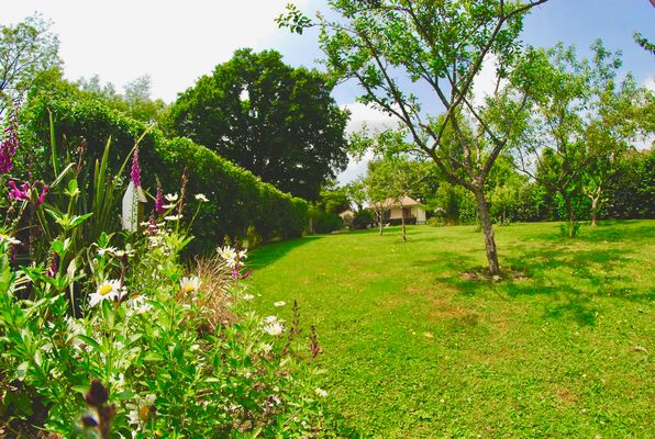 Sun, landscape, green nature