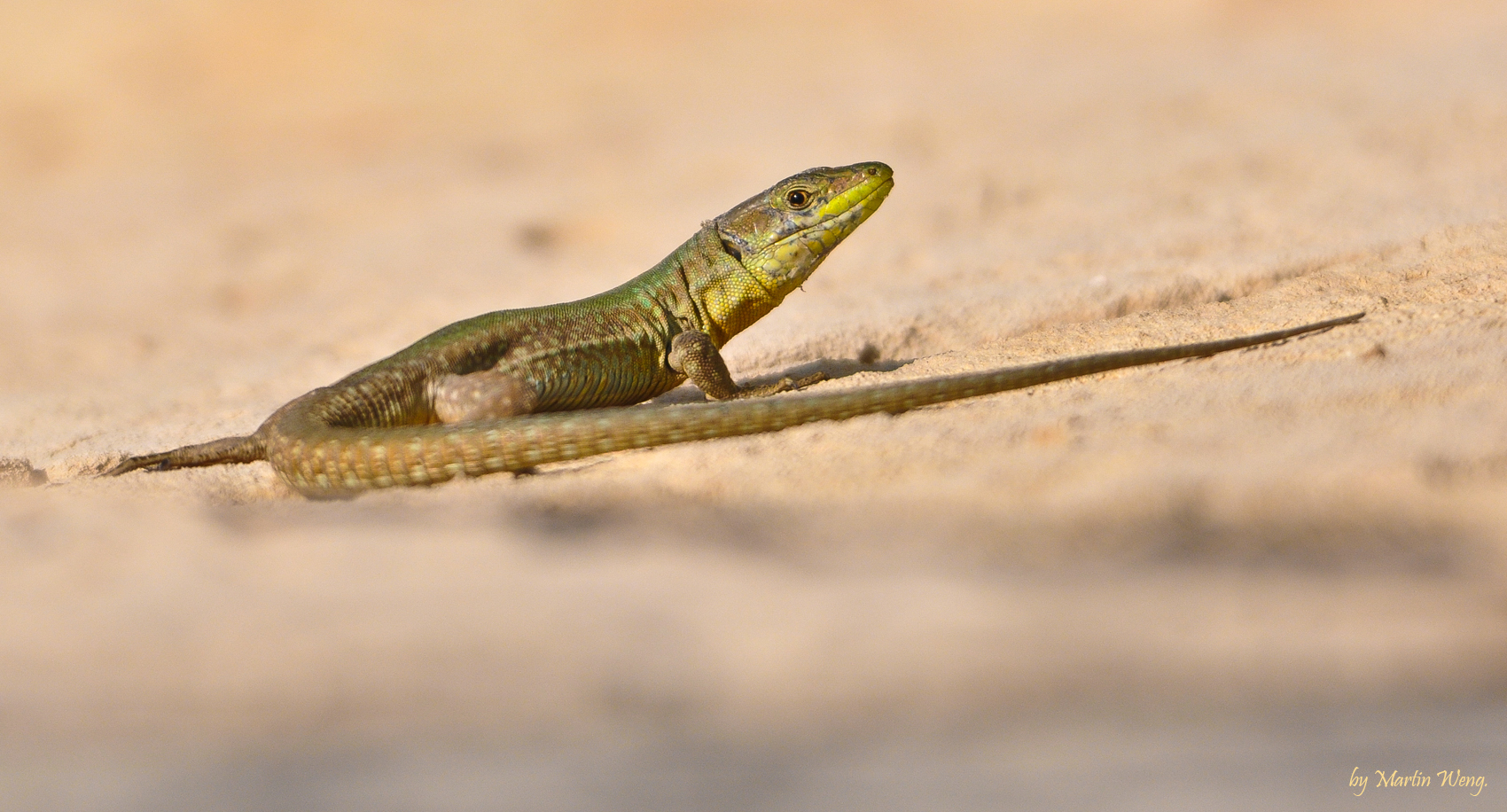 sun lovin lizard