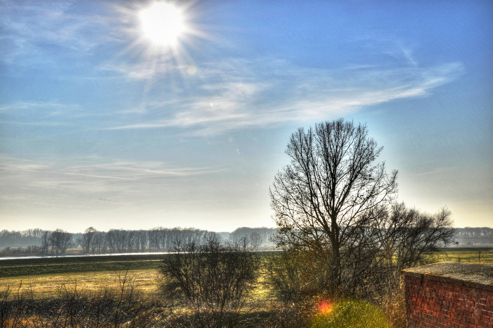 Sun on a tree