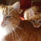 Sun on ginger cats