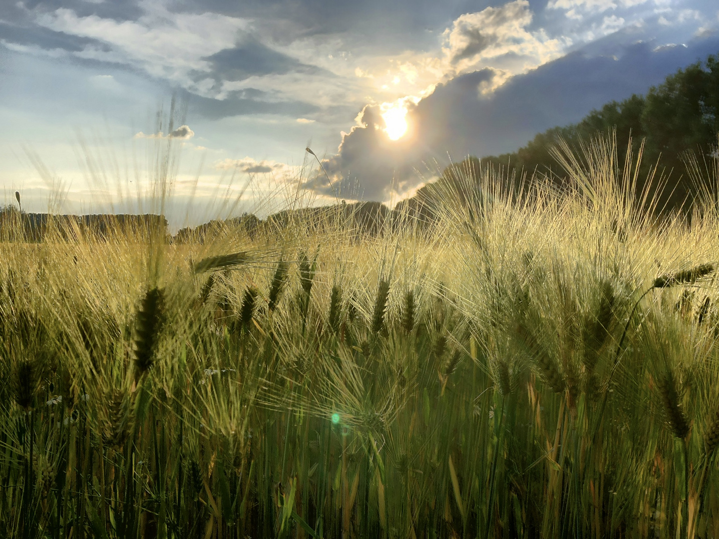 Sun on the field 