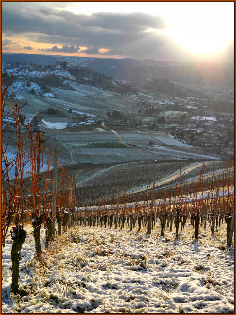 sun over the vineyards