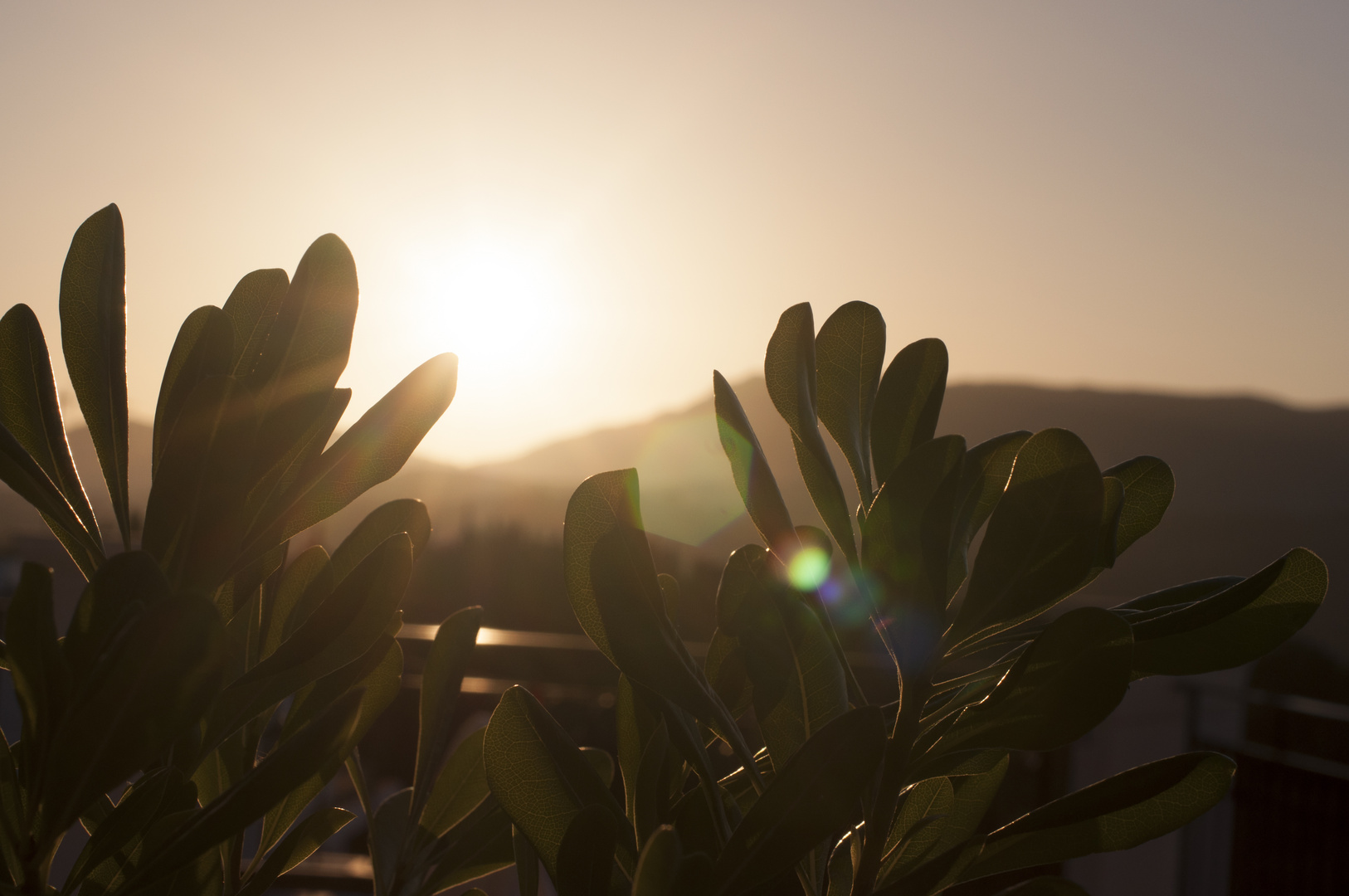 Sun Plants