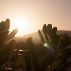 Sun Plants