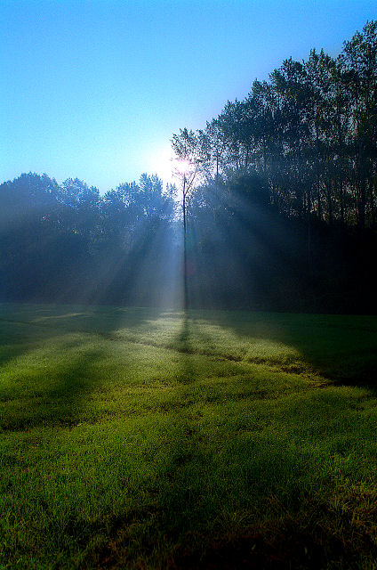 Sun rays and foggy trees