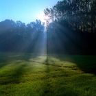 Sun rays and foggy trees