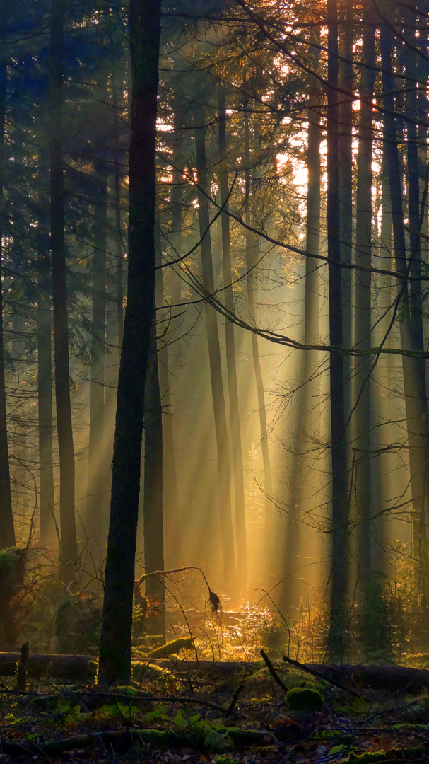 Sun rays in the forest