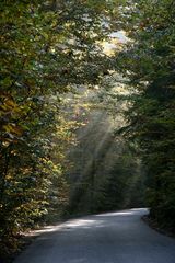 sun rays in the woods