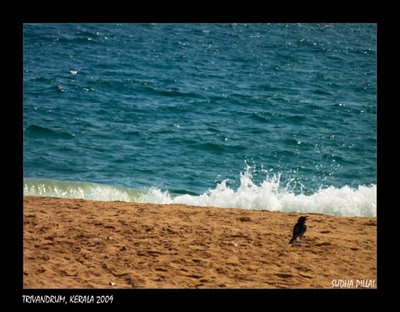 Sun, Sand and Crows