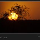 " Sun, setting behind a Tree "