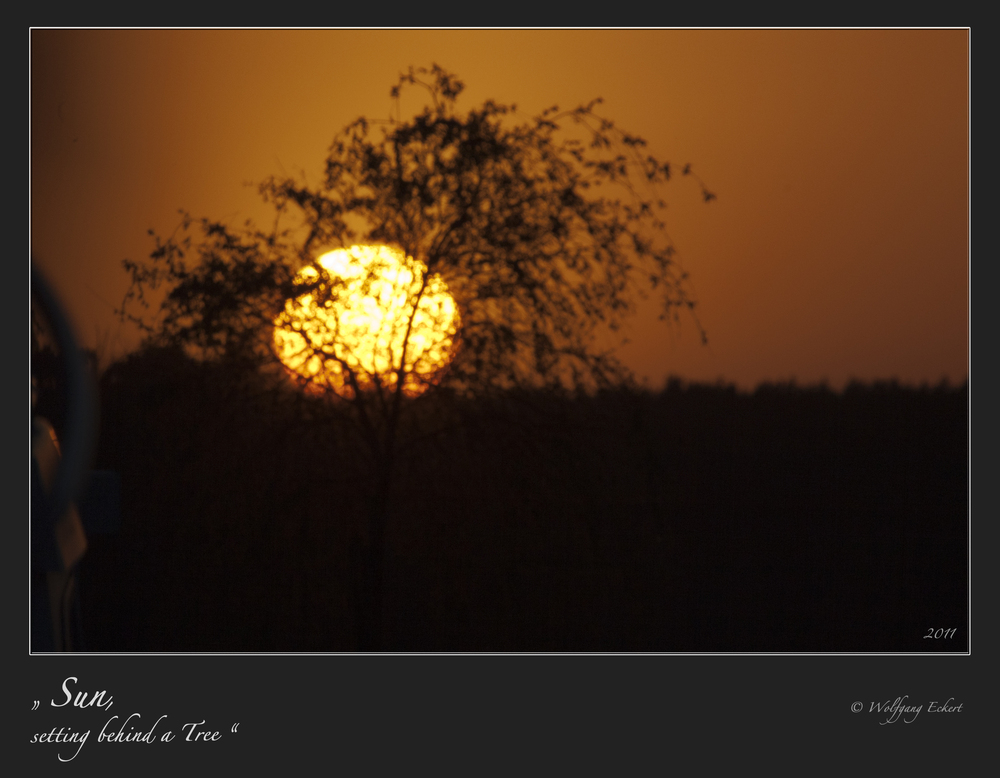 " Sun, setting behind a Tree "