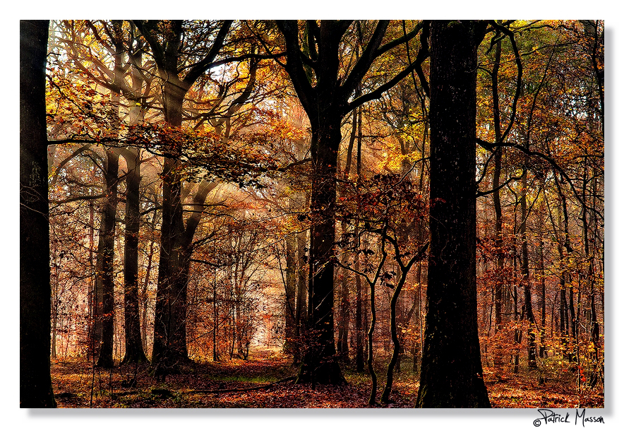 Sun Shining Through Trees