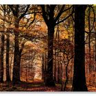 Sun Shining Through Trees