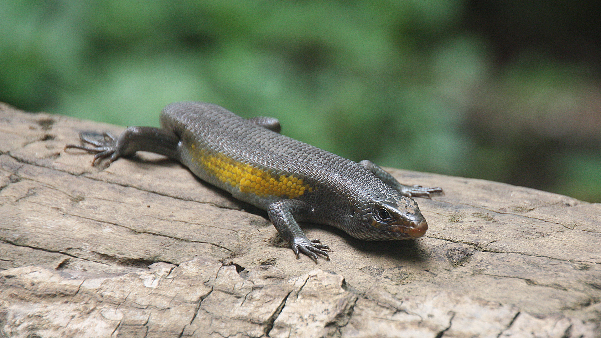 Sun skink, Bali, Indonesia