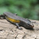 Sun skink, Bali, Indonesia