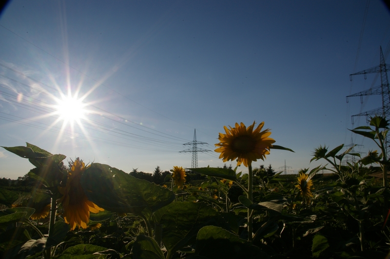 sun & sunflower