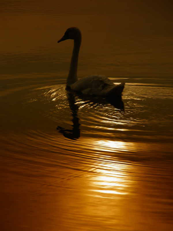 ... sun swan ...