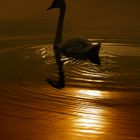 ... sun swan ...