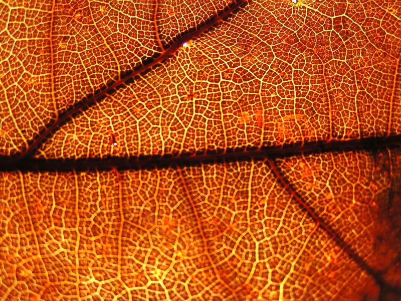 Sun through fallen leaf