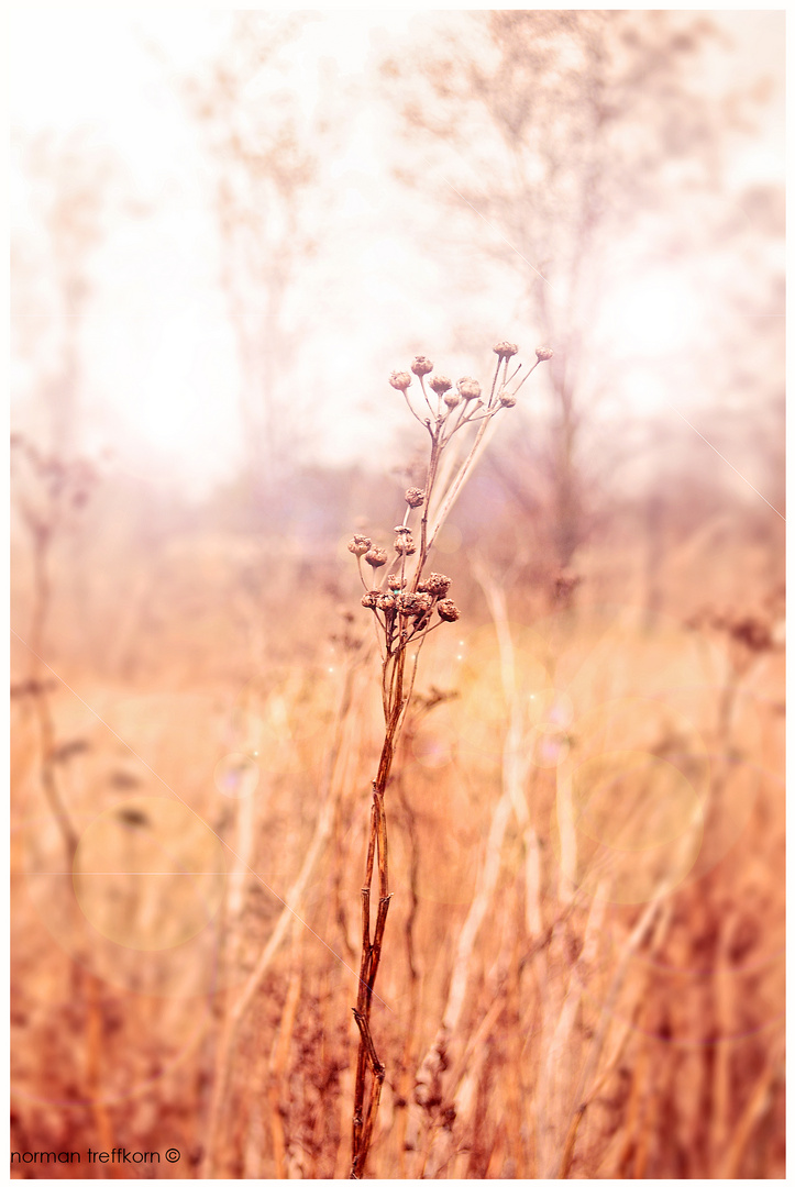 Sun through grass