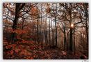 Sun Through the Forest de Patrick Masson