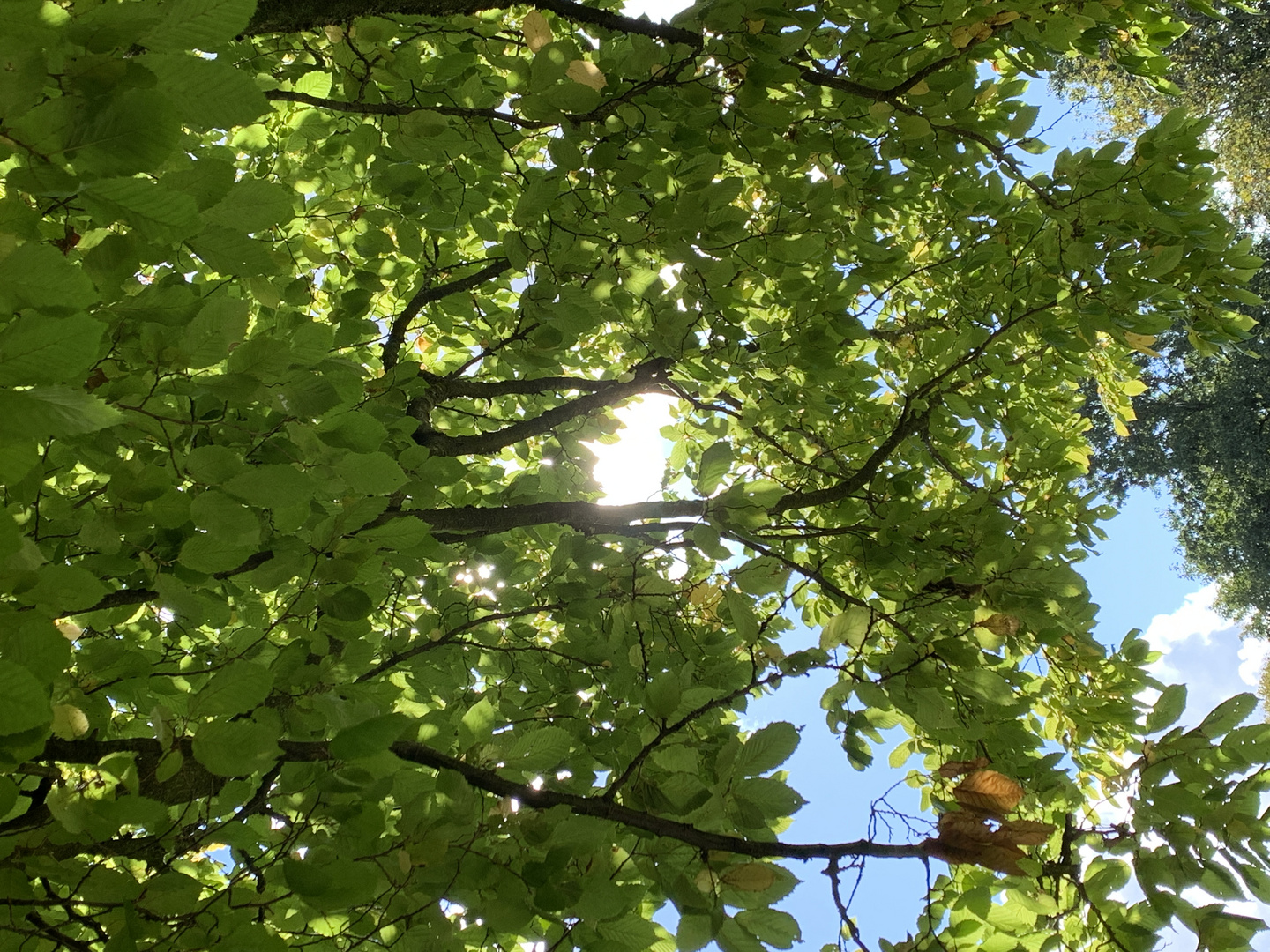 Sun through the tree