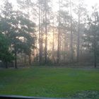 Sun Thru the Trees/Fog