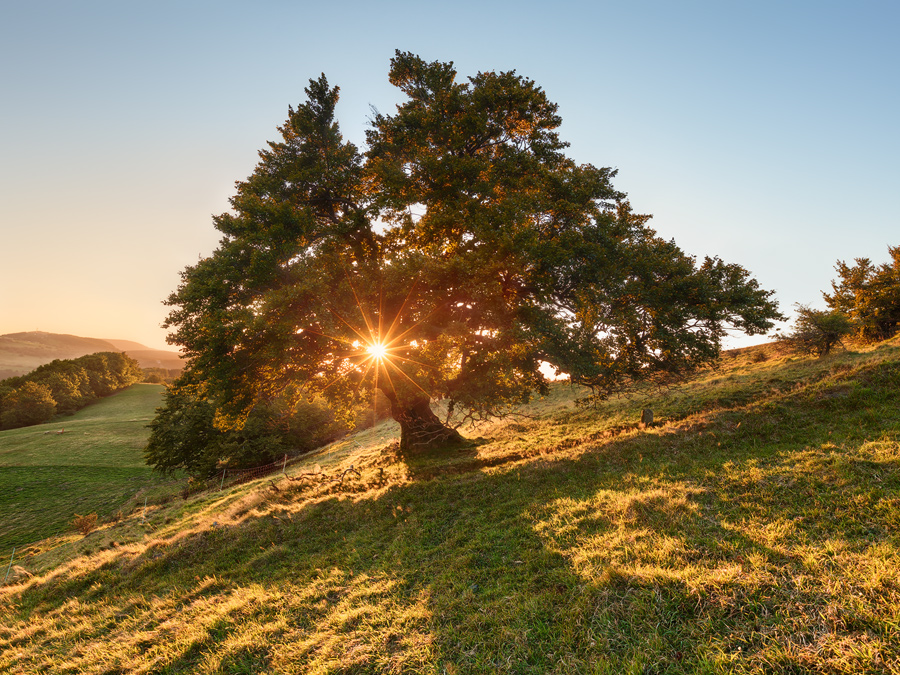 Sun Tree