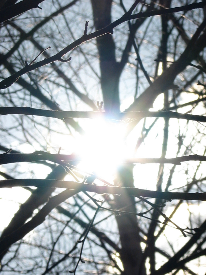 sun trees