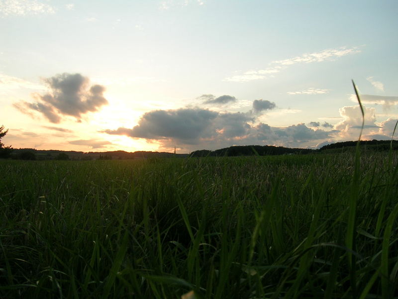 Sun trough the grass