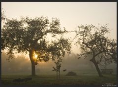 sun vs. fog