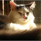 Sun-Warmed Funny-Face-Kitty-Cat - No.2