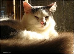 Sun-Warmed Funny-Face-Kitty-Cat - No.2