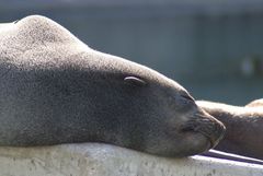 sunbath