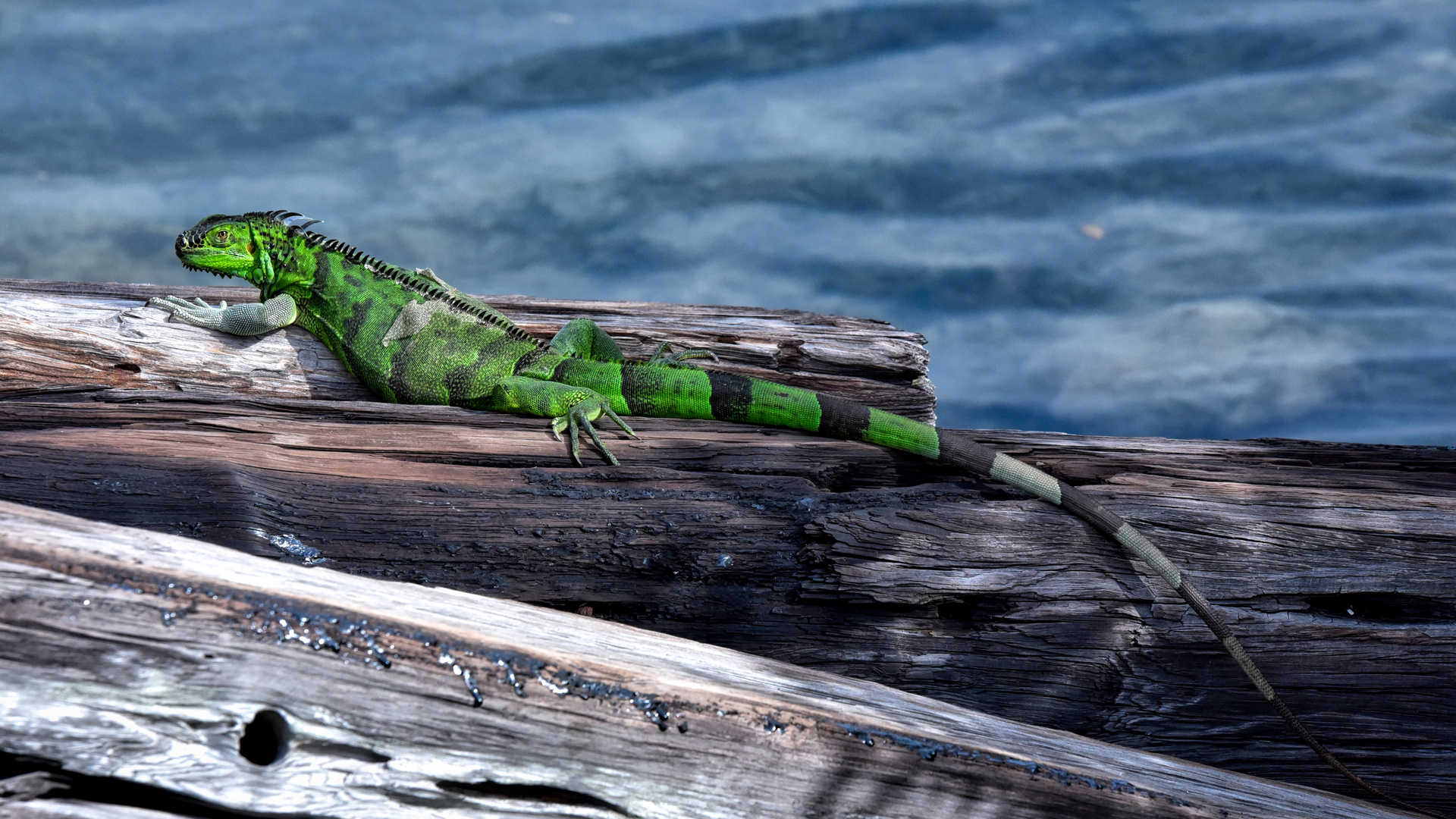 sunbathe and rest