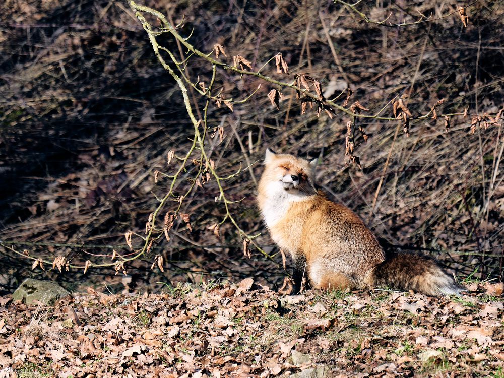 sunbathe