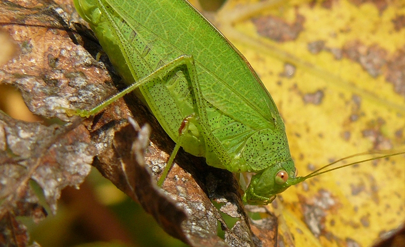 Sunbather