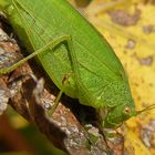 Sunbather