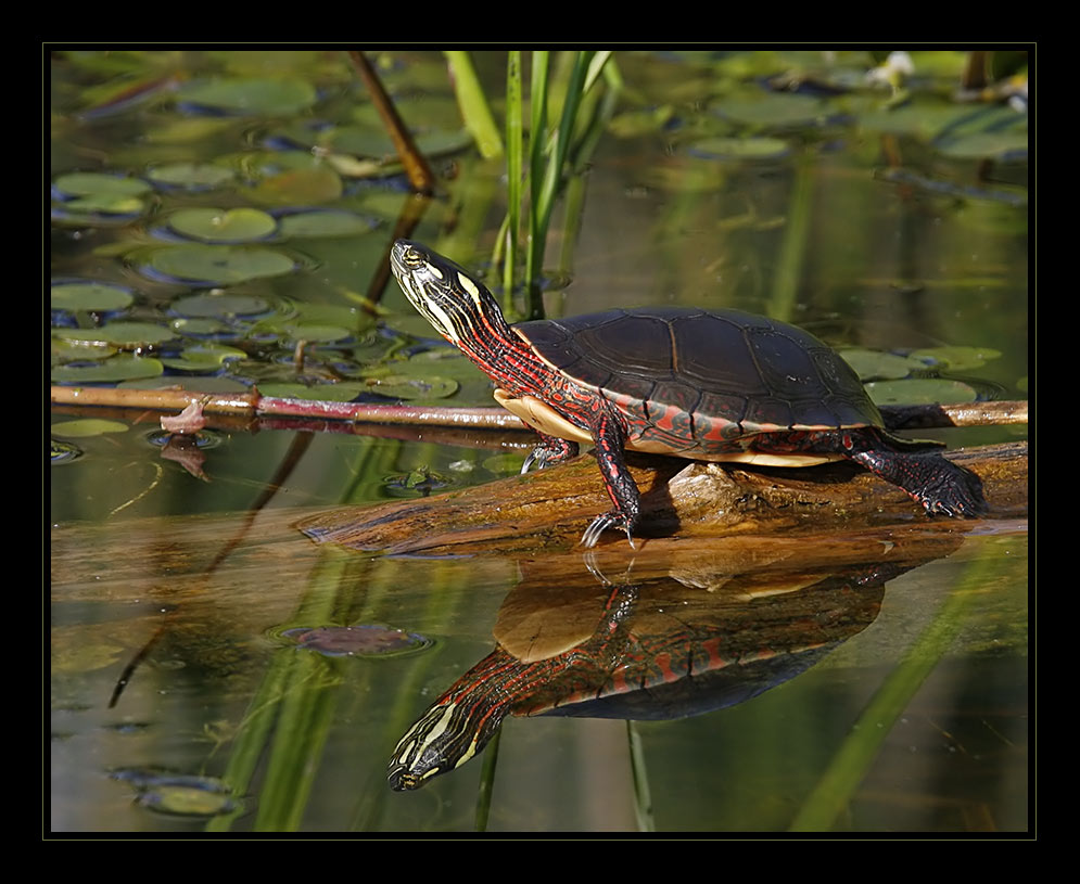 Sunbathing (2) ...